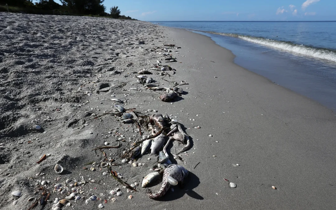 Florida water quality economy crash link