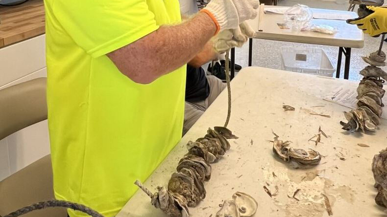 stringing oysters