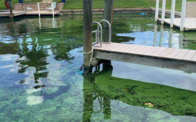 Summer is here and so is the blue-green algae