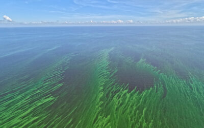 Lake Okeechobee once again covered with Blue-Green Algae