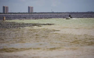 Tropical Storm Debby ecological impacts mount