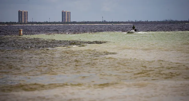 Tropical Storm Debby ecological impacts mount