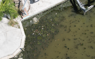 What’s that Smell? Hundreds of dead fish on Matlacha after Debby