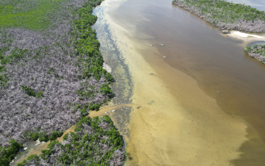 Hurricane Debby left poor water quality and fish kills along SWFL coast