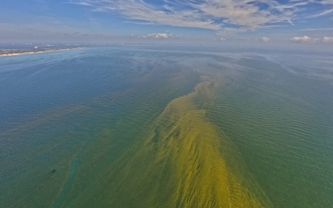 red tide New Years