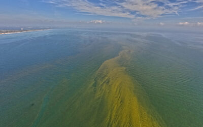 Cold fronts keeping red tide offshore for now