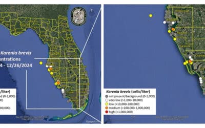 Red tide make for dead mullet