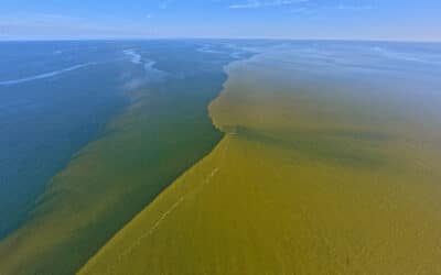 100-square-mile red tide bloom lurks off Southwest Florida coast