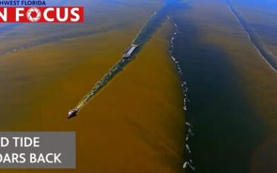 Video: Massive Red Tide Bloom Takes Over SWFL