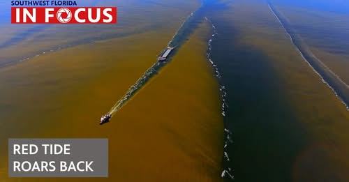 Video: Massive Red Tide Bloom Takes Over SWFL