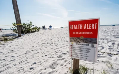 Red tide raging in Gulf as cell counts hit 20 million cells per liter off Sanibel