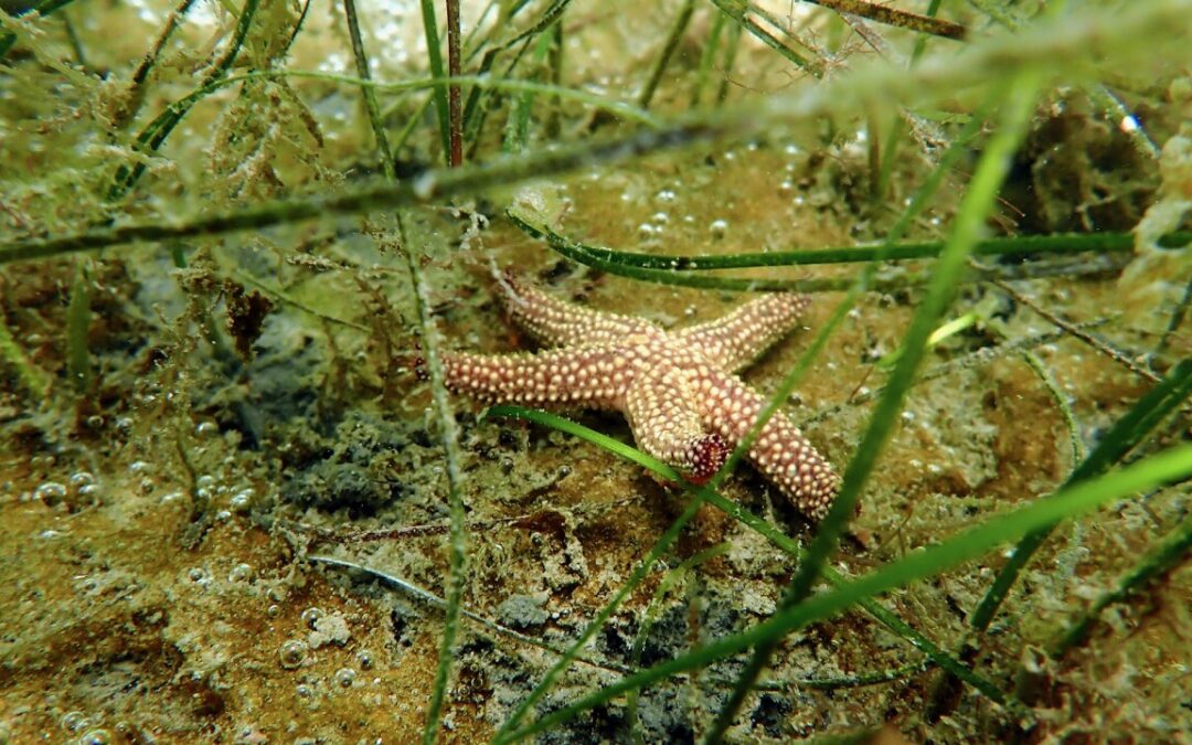 Sea grass monitoring reveals both challenges and hope for Southwest Florida’s vital underwater ecosystems