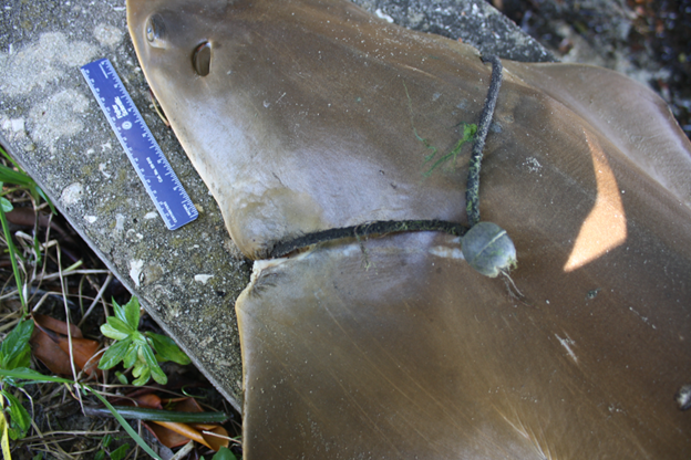 smalltooth sawfish