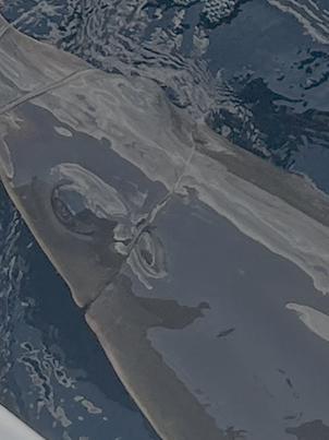 sawfish entanglement