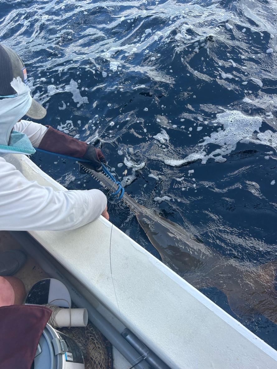sawfish tagging