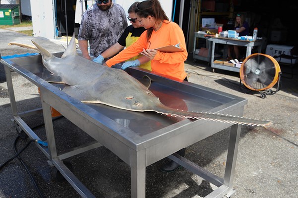 sawfish necropsy