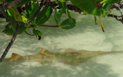 Sawfish as the “Canary in the Coal Mine” for the Caloosahatchee River
