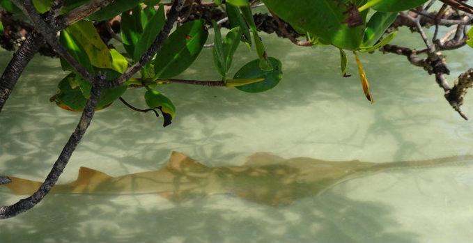 smalltooth sawfish