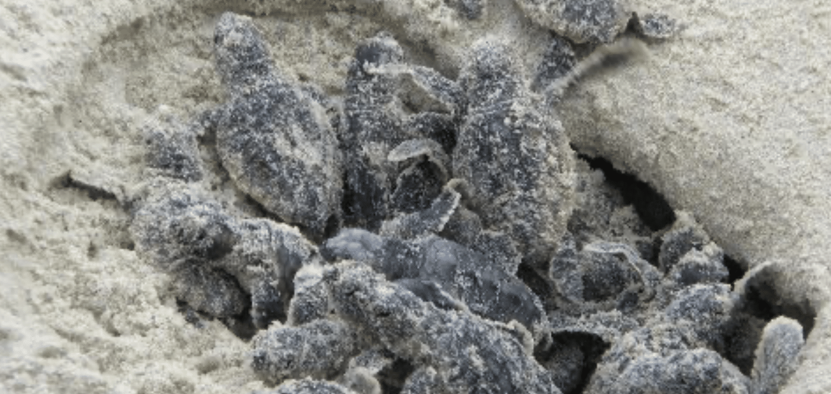 loggerhead hatchlings