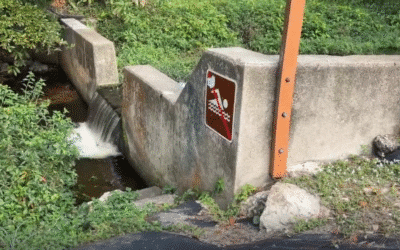 Calusa Waterkeepers push city to act after finding fecal contamination in creek