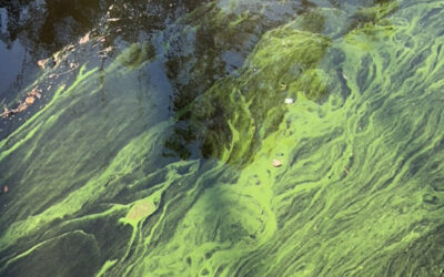 Toxin-producing algae has appeared in a Caloosahatchee canal in Alva
