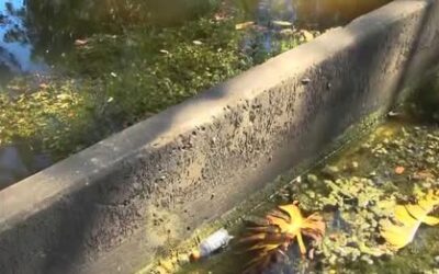 Fort Myers receives $6 million grant to clean polluted canals