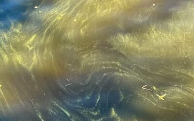 Toxic algae blooms reappear in Caloosahatchee, sparking health warning