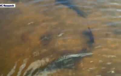 Florida sawfish face extinction risk from habitat destruction
