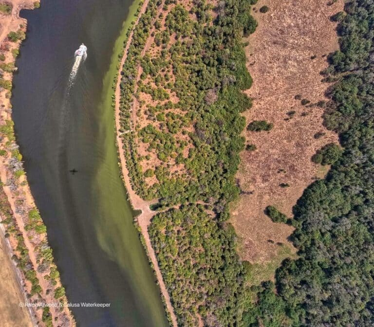 Caloosahatchee bloom