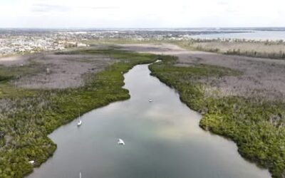 Nonprofit works to protect endangered sawfish habitat