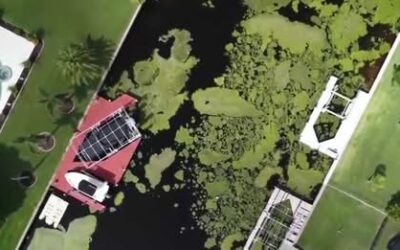 Experts discuss health risks of harmful algal blooms in Southwest Florida