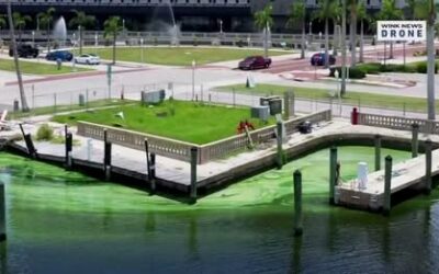 Water experts examine how algal toxins may affect brain health in SWFL