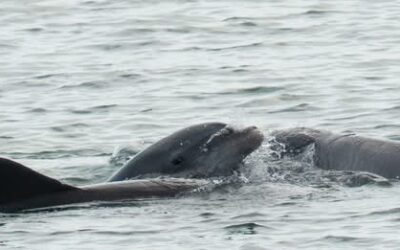 Dolphin dementia: Florida scientist to share research, talk about algae
