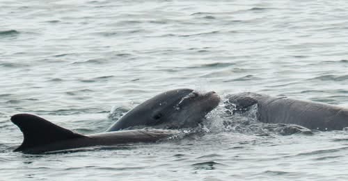 Dolphin dementia: Florida scientist to share research, talk about algae