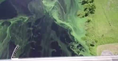 harmful algal bloom