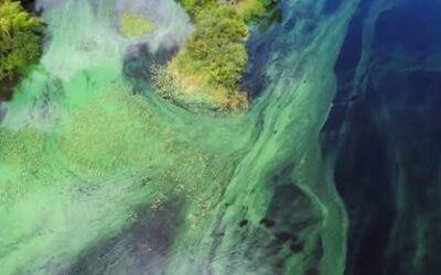 Researchers develop tools to test for airborne blue-green algae toxins in Southwest Florida