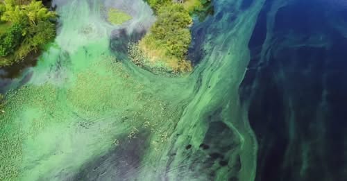 harmful algal bloom