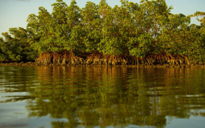 Mangrove Matters: Rising seas, storms and development affect coastal system