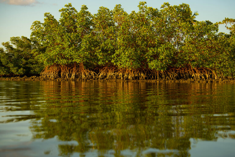 Mangrove Matters: Rising seas, storms and development affect coastal system