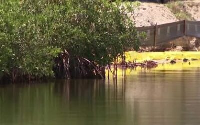 Cape Coral developer fined more than $34K for mangrove removal without permits