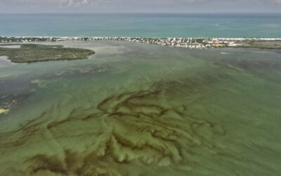 Rare rust tide bloom threatens marine life near Sanibel beaches